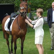 New Forest Nicole (SOLGT)