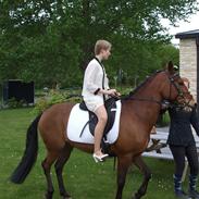 New Forest Nicole (SOLGT)