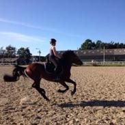 New Forest Nicole (SOLGT)