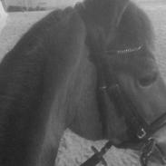 New Forest Nicole (SOLGT)