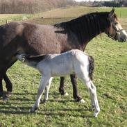 Connemara Enghøjs Golden Tracy