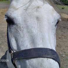 Anden særlig race Beauty