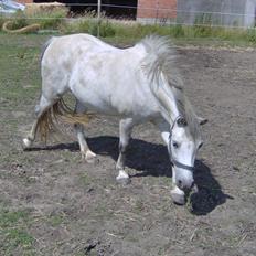 Anden særlig race Beauty