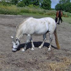 Anden særlig race Beauty