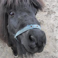 Shetlænder Vejgaards Viggo (Mumi)