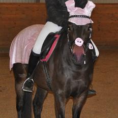 Dansk Varmblod Paris H