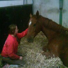 Dansk Varmblod Cassius † 2008 †