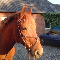 Anden særlig race Latino †14 okt 2008 †