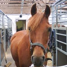 Anden særlig race Latino †14 okt 2008 †