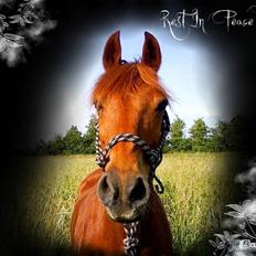 Anden særlig race Latino †14 okt 2008 †