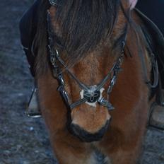 Anden særlig race Molly 