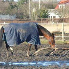 Hollandsk Varmblod Meindert <3