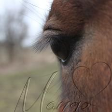 Welsh Pony af Cob-type (sec C) Gribsvad Mango (Har lånt)