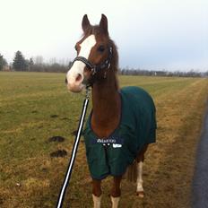 Hollandsk Sportspony U-Peter