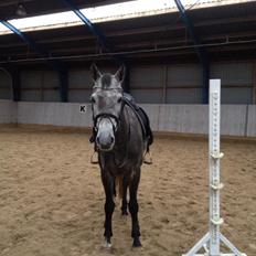 Holstener Cannoiers choice