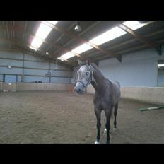 Holstener Cannoiers choice