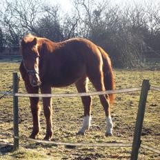 Anden særlig race Rocky