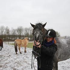 Knabstrupper elmelunds lua lani solgt