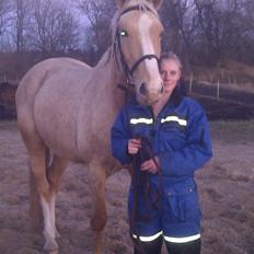 Palomino Heimdals Joy Of Gold