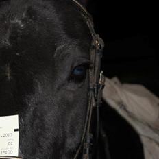 Oldenborg *Happy Meal* Dion <3