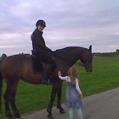 Dansk Varmblod Mary Fair <3