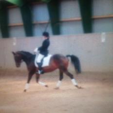 Dansk Varmblod Mary Fair <3