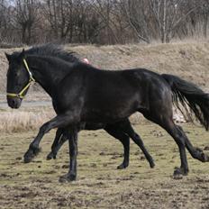 Anden særlig race Cindy