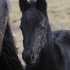 Anden særlig race Charmante