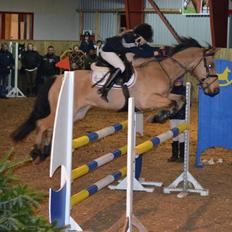 Irsk Sportspony Munsboro Cross