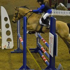 Irsk Sportspony Munsboro Cross