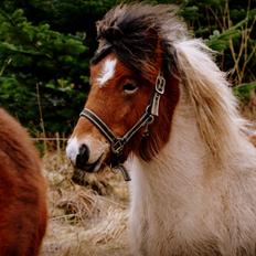 Islænder Mímir fra Havshøj