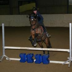 Hollandsk Sportspony Traquito.