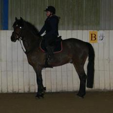 Hollandsk Sportspony Traquito.