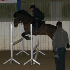 Hollandsk Sportspony Traquito.