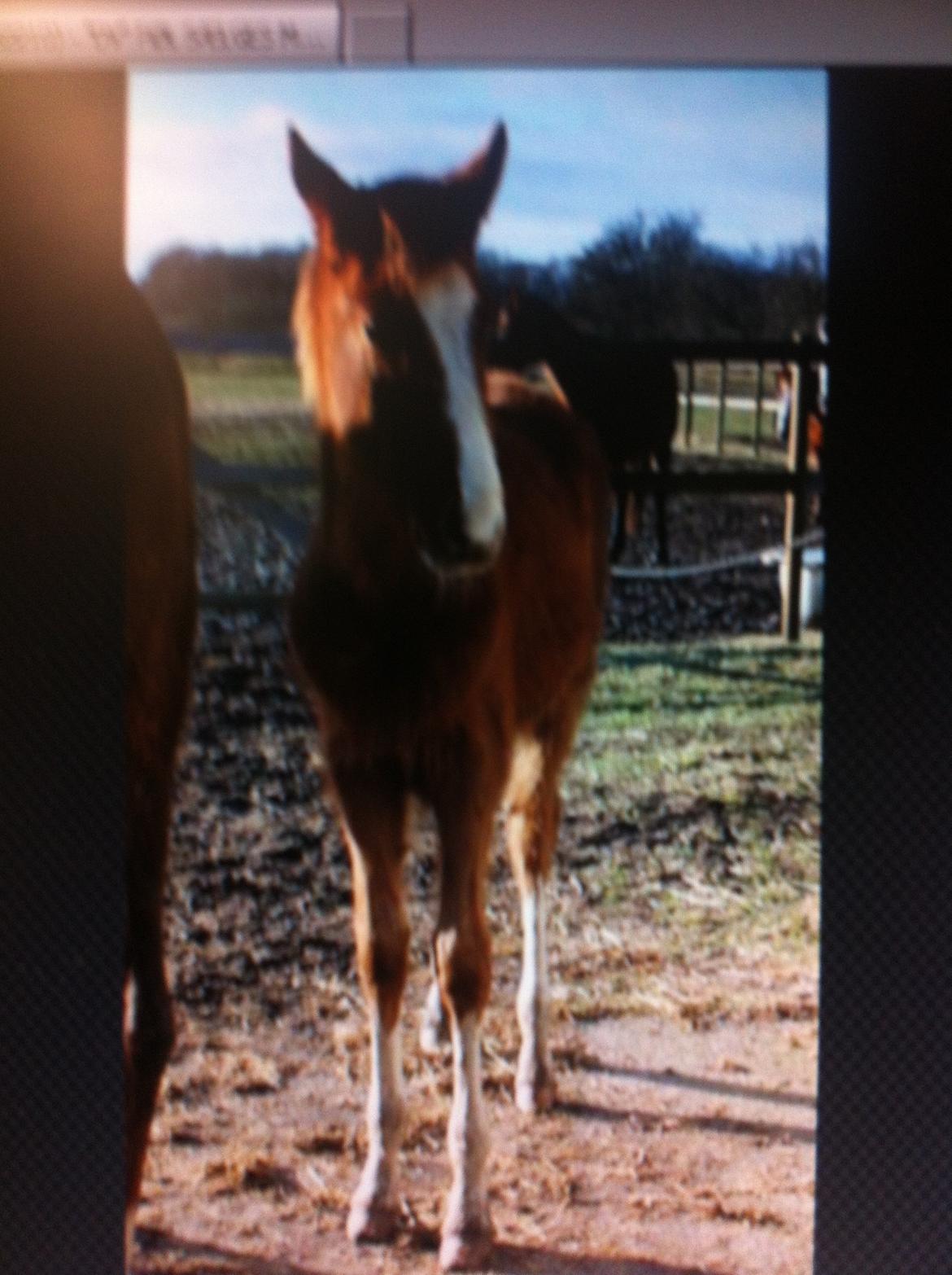 Dansk Varmblod Imhoff's Foxy Lady †23.05.2013† billede 6