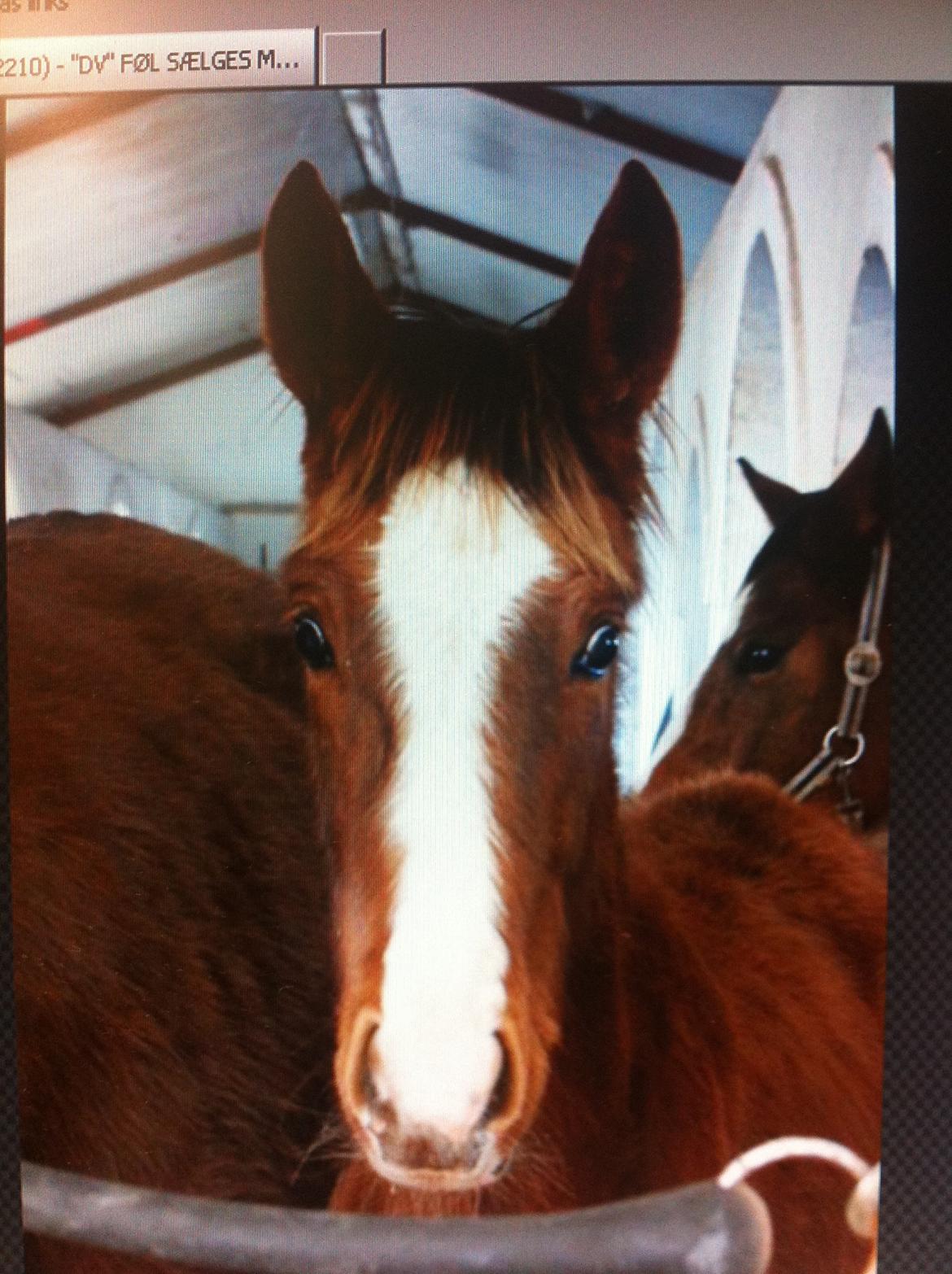 Dansk Varmblod Imhoff's Foxy Lady †23.05.2013† billede 7