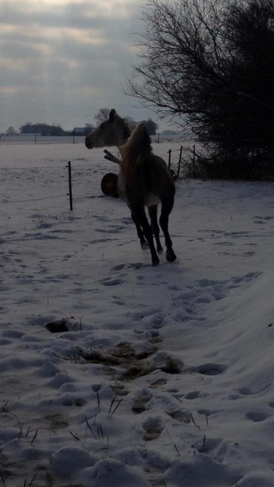 Anden særlig race India - 10/2-13
Mange tak fordi i kiggede forbi India's profil, læg gerne en kommentar <3 billede 16