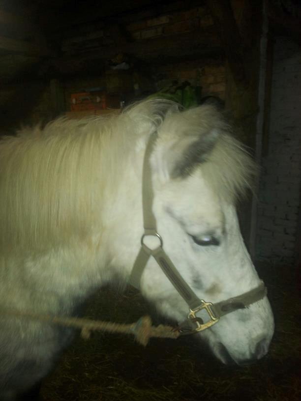 Anden særlig race Elvis(pelsdyret)(slogt):'( billede 19