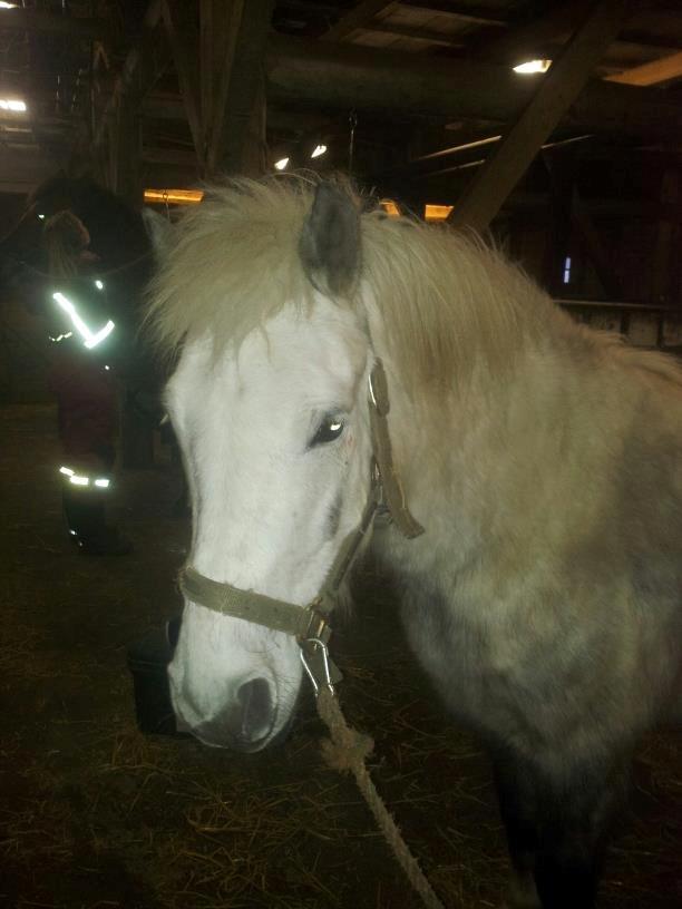 Anden særlig race Elvis(pelsdyret)(slogt):'( billede 20