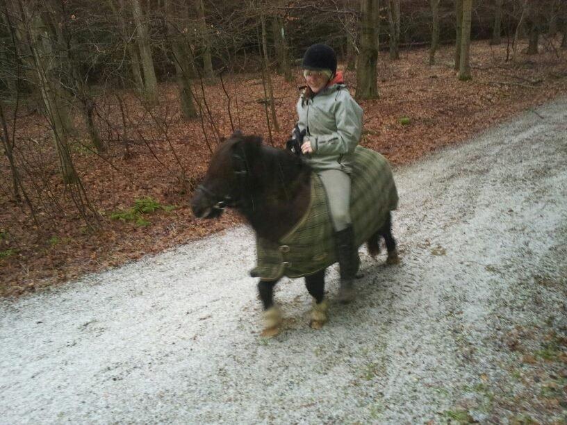 Shetlænder sararbi(biss) billede 18