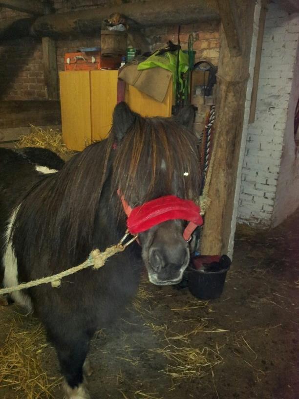 Shetlænder sararbi(biss) billede 19