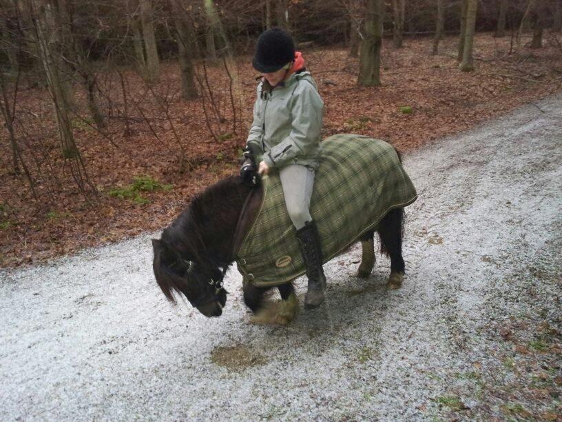 Shetlænder sararbi(biss) billede 20