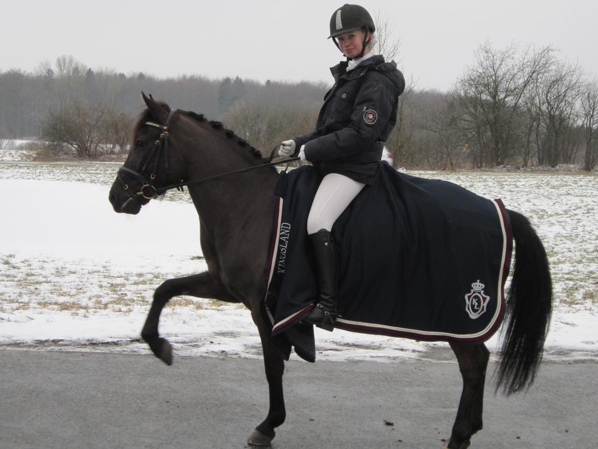 New Forest Calandias Avalanche (Caval) - Smukke utålmodige Caval 23.feb.2013 billede 13