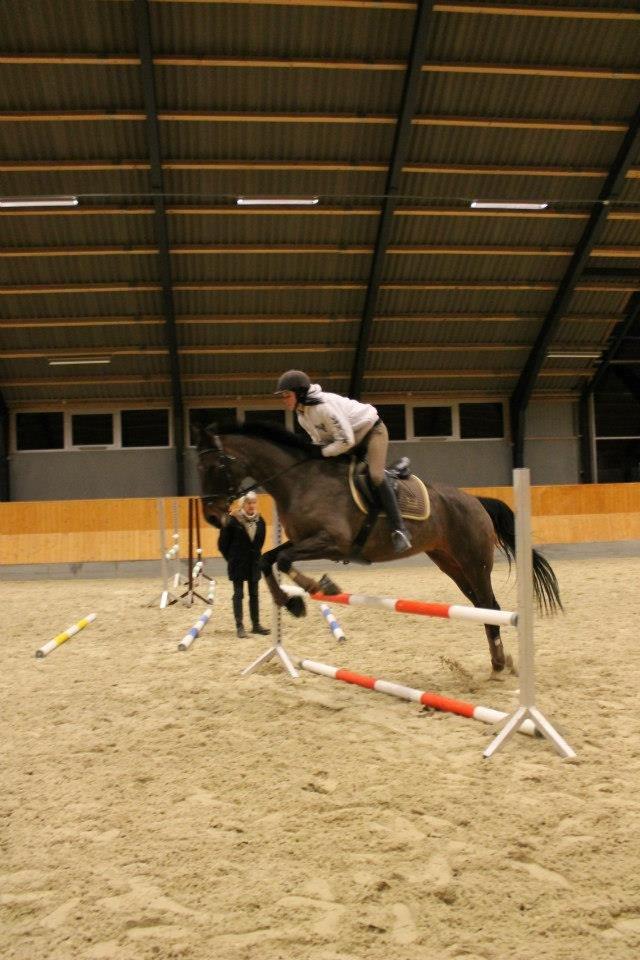 Dansk Varmblod Stenlandsdals Malou R.I.P  billede 15