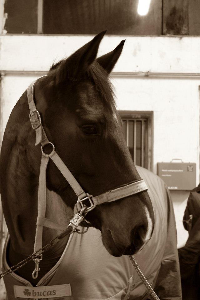 Dansk Varmblod Stenlandsdals Malou R.I.P  billede 16