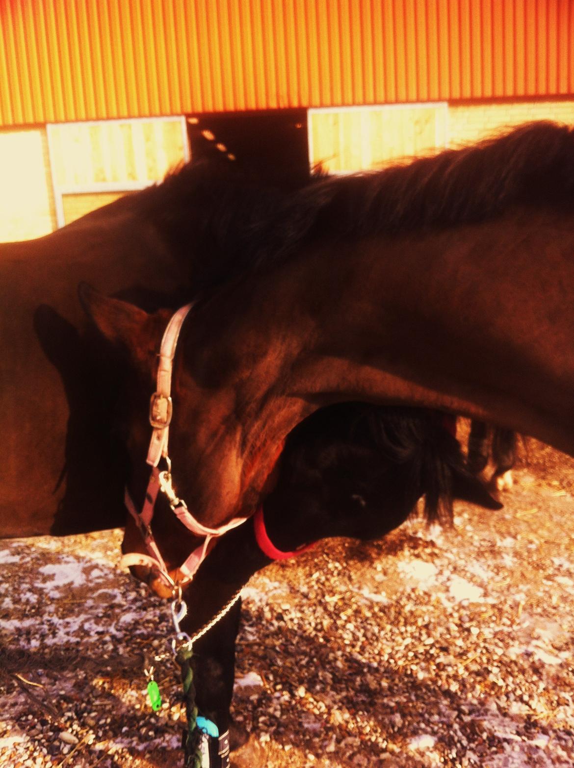 Dansk Varmblod Stenlandsdals Malou R.I.P  billede 17