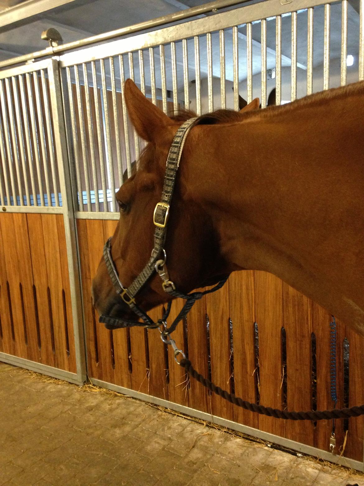 Branderburger Santero billede 14