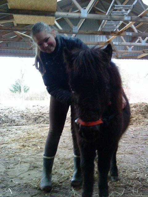 Shetlænder valentin billede 6