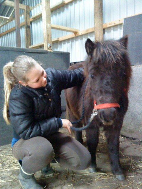 Shetlænder valentin billede 8