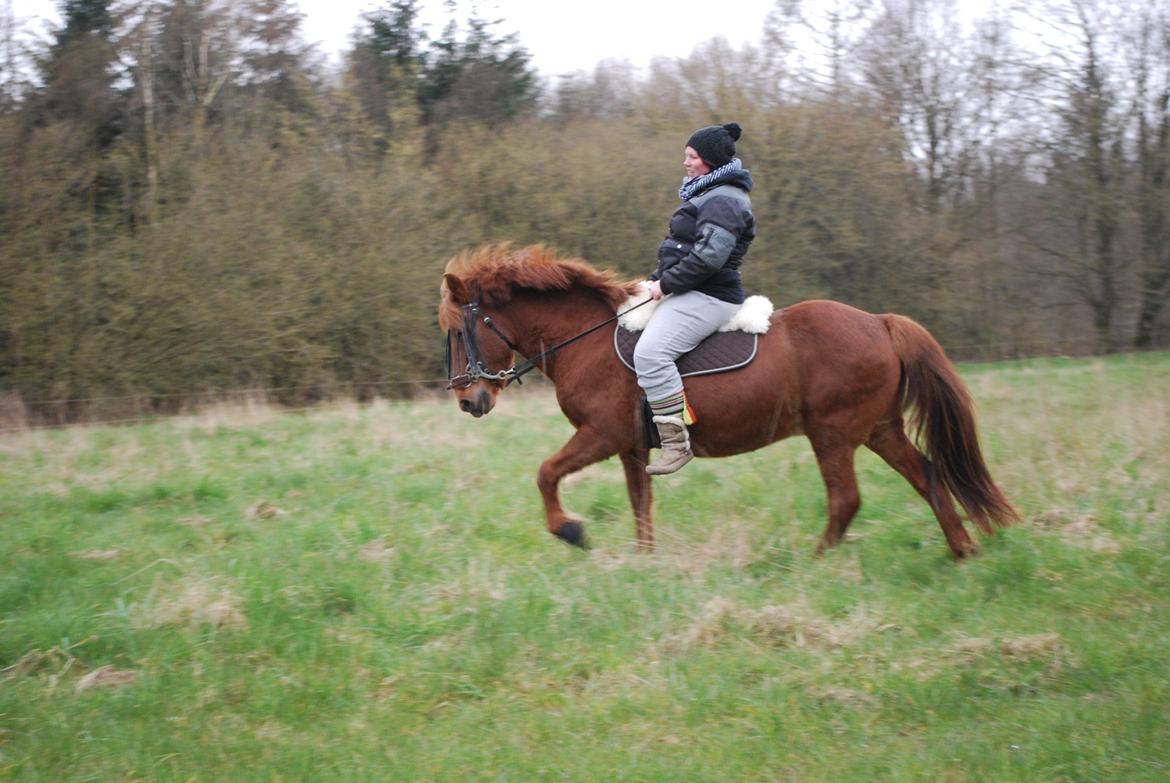 Islænder Glöd billede 11